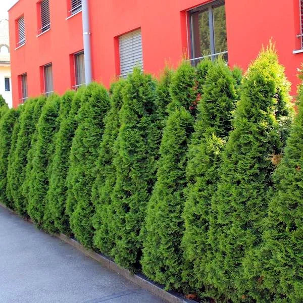 Lebensbaum Smaragd (Thuja Occidentalis Smaragd) online kaufen bei HS Baum