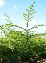 Load image into Gallery viewer, Western hemlock (Tsuga heterophylla)