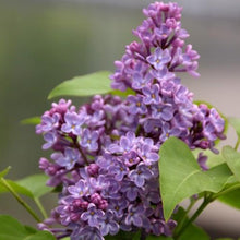 Lade das Bild in den Galerie-Viewer, Flieder-Veredlungsunterlage Syringa vulgaris - HSBaum