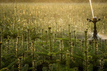 Lade das Bild in den Galerie-Viewer, Nordmanntanne (Abies nordmanniana) - HSBaum