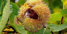 Lade das Bild in den Galerie-Viewer, Esskastanie, Marone (Castanea sativa) - HSBaum