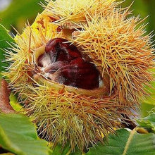 Load image into Gallery viewer, Esskastanie, Marone (Castanea sativa) Topf bzw Containerpflanze - HSBaum