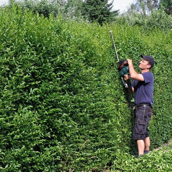 Ovalblttriger Liguster (Liguster ovalifolium) online kaufen bei HS Baum |  HSBAUM.de  HSBaum GmbH
