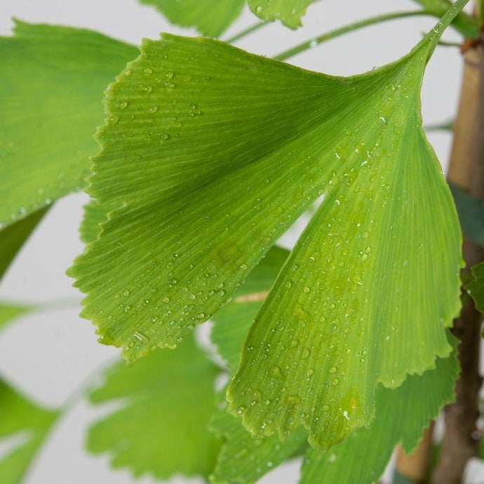 Fächerblattbaum (Ginkgo Biloba) Container online kaufen bei HS Baum