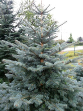 Lade das Bild in den Galerie-Viewer, Korktanne (Abies lasiocarpa arizonica) - HSBaum