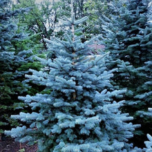 Lade das Bild in den Galerie-Viewer, Korktanne (Abies lasiocarpa arizonica) - HSBaum