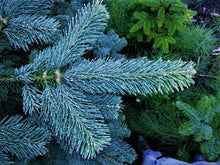Lade das Bild in den Galerie-Viewer, Korktanne (Abies lasiocarpa arizonica) - HSBaum