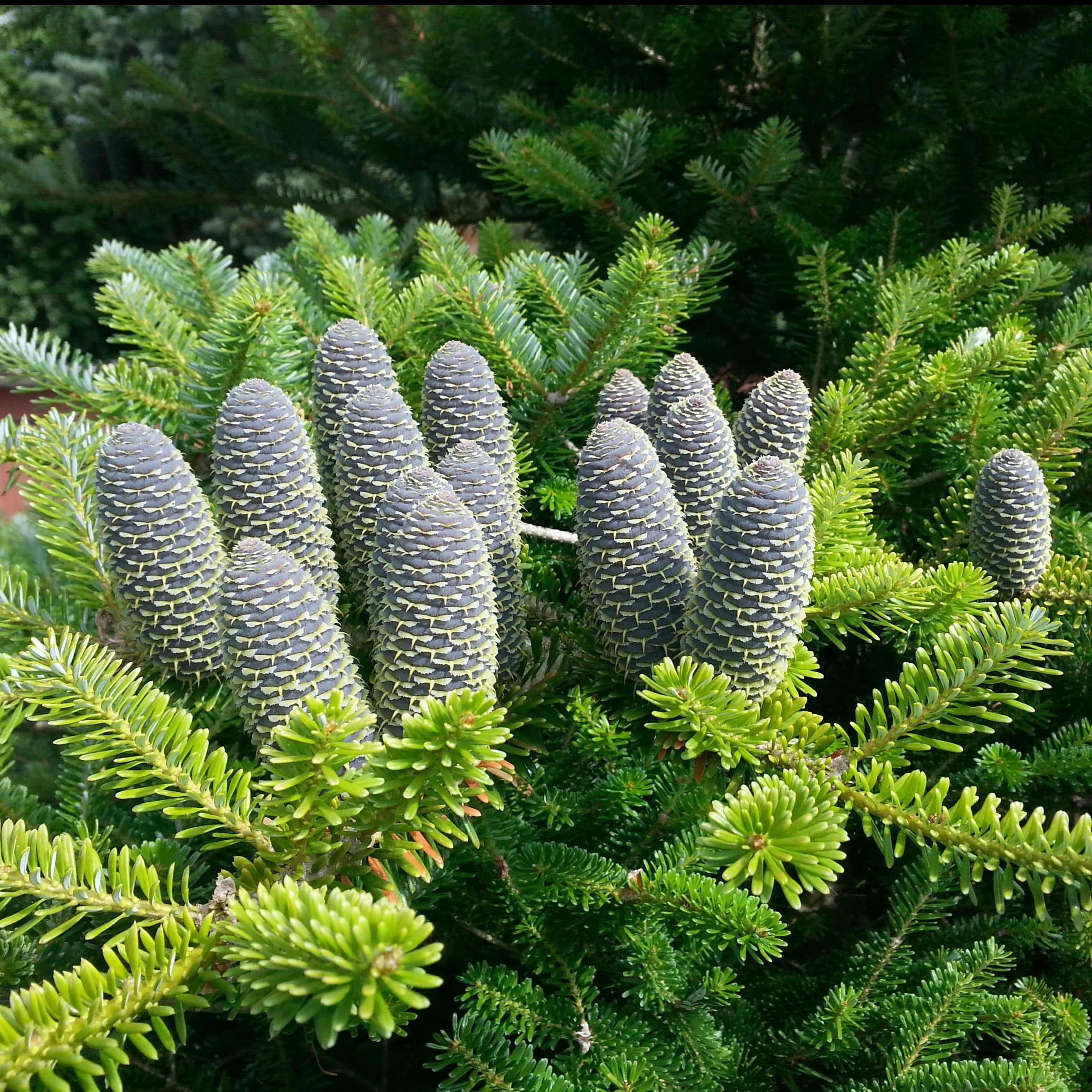 Koreatanne (Abies koreana) online kaufen bei HS Baum | HSBAUM.de  HSBaum  GmbH