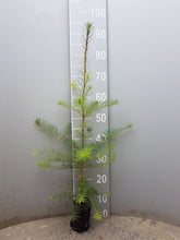 Lade das Bild in den Galerie-Viewer, Douglasie | Pseudotsuga menz. virid. Weichwandcontainer - HSBaum