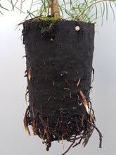 Lade das Bild in den Galerie-Viewer, Douglasie | Pseudotsuga menz. virid. Weichwandcontainer - HSBaum