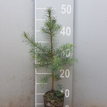 Lade das Bild in den Galerie-Viewer, Douglasie | Pseudotsuga menz. virid. Weichwandcontainer - HSBaum