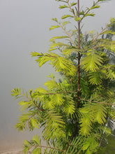 Lade das Bild in den Galerie-Viewer, Urweltmammutbaum Metasequoia glyptostroboides Topf/Container - HSBaum
