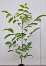 Lade das Bild in den Galerie-Viewer, Hybrid-Nuss, Intermedia-Hybride NG23 Lataule F1 Frankreich Container