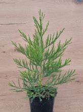 Load image into Gallery viewer, California mountain sequoia (Sequoiadendron giganteum) pot/container plant
