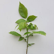 Lade das Bild in den Galerie-Viewer, Hybrid-Nuss, Intermedia-Hybride NG23 Lataule F1 Frankreich (Juglans nigra x Juglans regia) Weichwandcontainer/Container - HSBaum