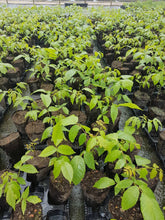 Lade das Bild in den Galerie-Viewer, Hybrid-Nuss, Intermedia-Hybride NG23 Lataule F1 Frankreich (Juglans nigra x Juglans regia) Weichwandcontainer/Container - HSBaum