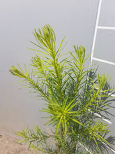 Lade das Bild in den Galerie-Viewer, Europäische Lärche (Larix decidua) Weichwandcontainer - HSBaum