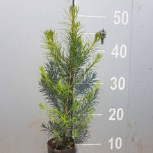 Lade das Bild in den Galerie-Viewer, Europäische Lärche (Larix decidua) Weichwandcontainer - HSBaum