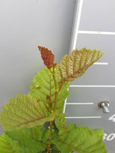 Lade das Bild in den Galerie-Viewer, Schwarzerle (Alnus glutinosa) Roterle Weichwandcontainer - HSBaum