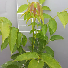 Lade das Bild in den Galerie-Viewer, Echte Walnuss (Juglans regia) Container/Topf - HSBaum