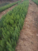 Lade das Bild in den Galerie-Viewer, Libanon-Zeder (Cedrus libani ssp. stenocoma) - HSBaum