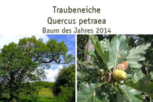 Lade das Bild in den Galerie-Viewer, Trauben-Eiche (Quercus petraea) - HSBaum