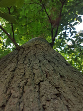 Lade das Bild in den Galerie-Viewer, Esskastanie, Marone (Castanea sativa) - HSBaum