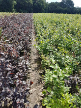 Lade das Bild in den Galerie-Viewer, Blutbuche ( Fagus sylvatica Purpurea )