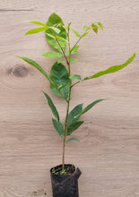 Lade das Bild in den Galerie-Viewer, Schuppenrinden-Hickory (Carya ovata) Topf