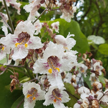 Lade das Bild in den Galerie-Viewer, Trompetenbaum (Catalpa bignonioides) - HSBaum