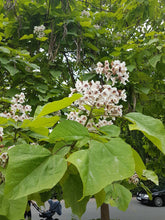 Lade das Bild in den Galerie-Viewer, Trompetenbaum (Catalpa bignonioides) - HSBaum