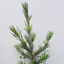Lade das Bild in den Galerie-Viewer, Libanon-Zeder (Cedrus libani ssp. stenocoma) Weichandcontainer - HSBaum