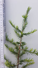 Lade das Bild in den Galerie-Viewer, Libanon-Zeder (Cedrus libani ssp. stenocoma) Weichandcontainer - HSBaum