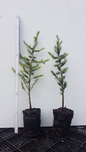 Lade das Bild in den Galerie-Viewer, Libanon-Zeder (Cedrus libani ssp. stenocoma) Weichandcontainer - HSBaum