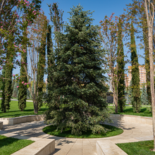 Lade das Bild in den Galerie-Viewer, Silbertanne, Koloradotanne (Abies concolor)