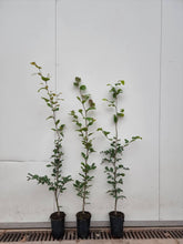 Lade das Bild in den Galerie-Viewer, Rotbuche (Fagus sylvatica) Topf/Container/Quickpot
