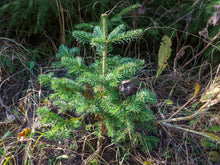 Lade das Bild in den Galerie-Viewer, Korktanne (Abies lasiocarpa arizonica) - HSBaum GmbH
