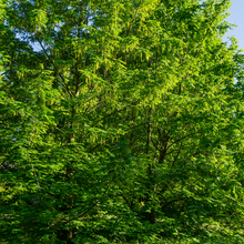 Lade das Bild in den Galerie-Viewer, Pekannuss (Carya illinoinensis) Topf