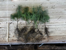 Lade das Bild in den Galerie-Viewer, Weymouthkiefer (Pinus strobus)