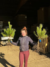 Lade das Bild in den Galerie-Viewer, Kiefer/Föhre (Pinus sylvestris)