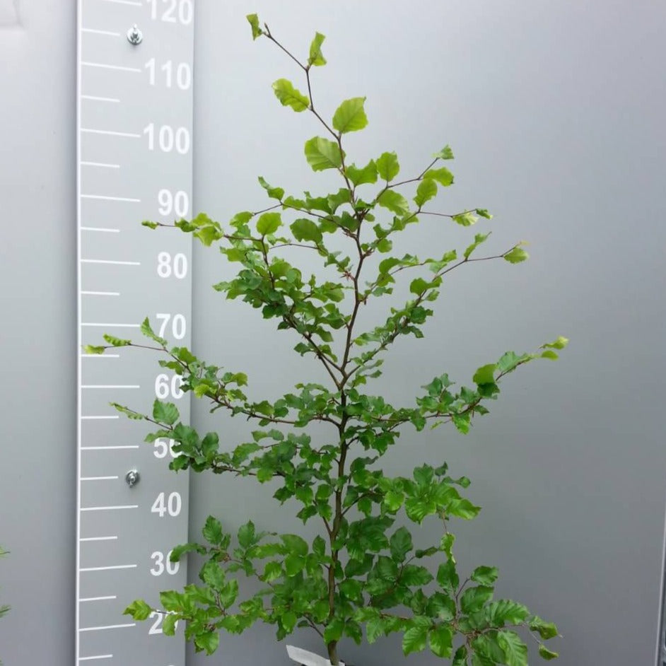 Rotbuche (Fagus sylvatica) Topf/Container/Quickpot online kaufen bei HS  Baum
