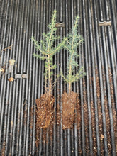 Lade das Bild in den Galerie-Viewer, Atlaszeder (Cedrus atlantica) - HSBaum