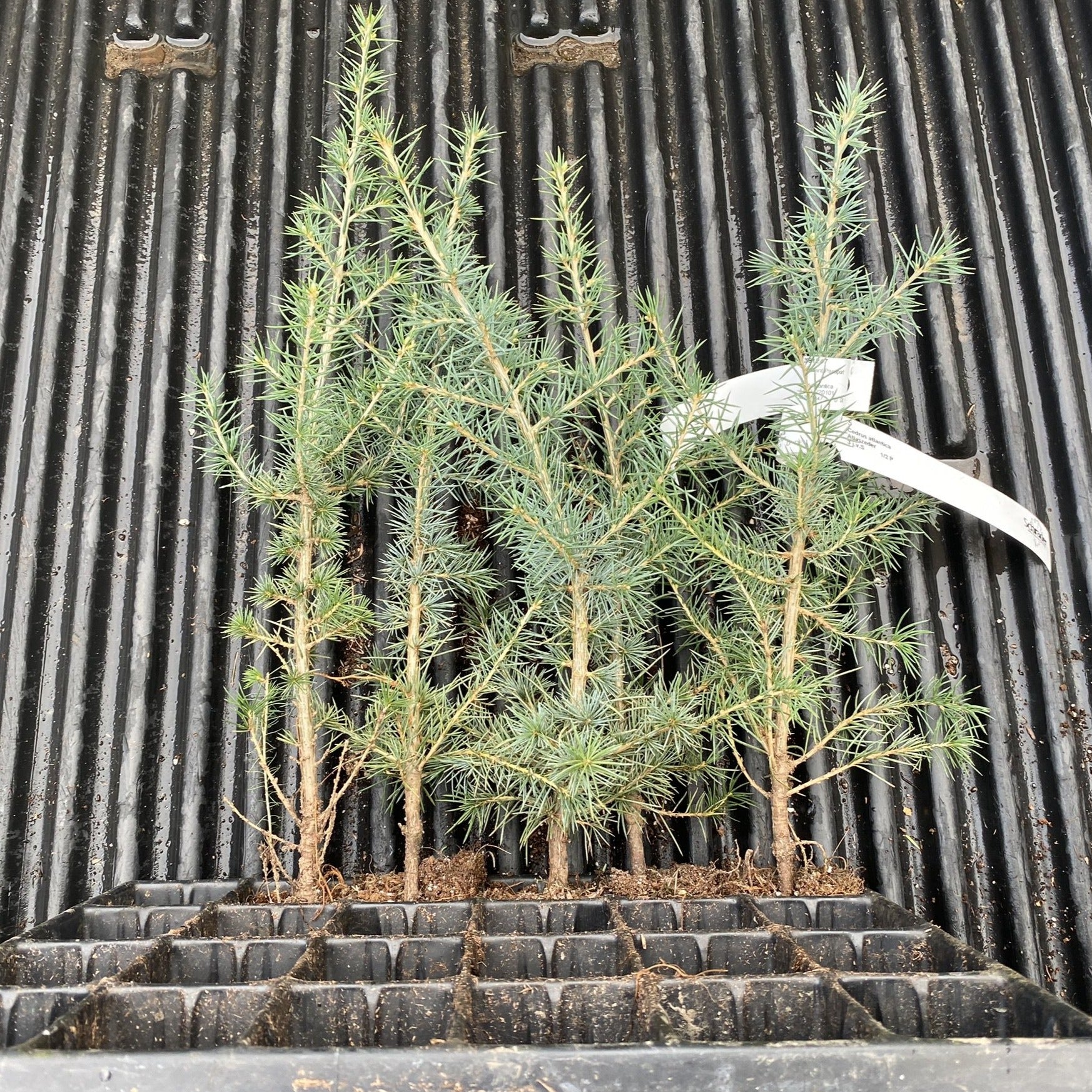 Atlaszeder (Cedrus atlantica) online kaufen bei HS Baum