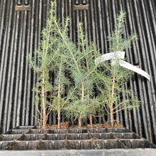 Lade das Bild in den Galerie-Viewer, Atlaszeder (Cedrus atlantica) - HSBaum