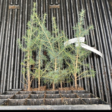 Lade das Bild in den Galerie-Viewer, Atlaszeder (Cedrus atlantica) - HSBaum