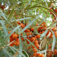 Lade das Bild in den Galerie-Viewer, Sanddorn (Hippophae Rhamnoides) - HSBaum