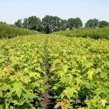 Lade das Bild in den Galerie-Viewer, Spitzahorn (Acer platanoides) - HSBaum