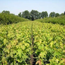 Lade das Bild in den Galerie-Viewer, Bergahorn (Acer pseudoplatanus) - HSBaum
