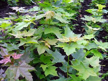 Lade das Bild in den Galerie-Viewer, Spitzahorn (Acer platanoides) - HSBaum