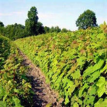Lade das Bild in den Galerie-Viewer, Bergahorn (Acer pseudoplatanus) - HSBaum